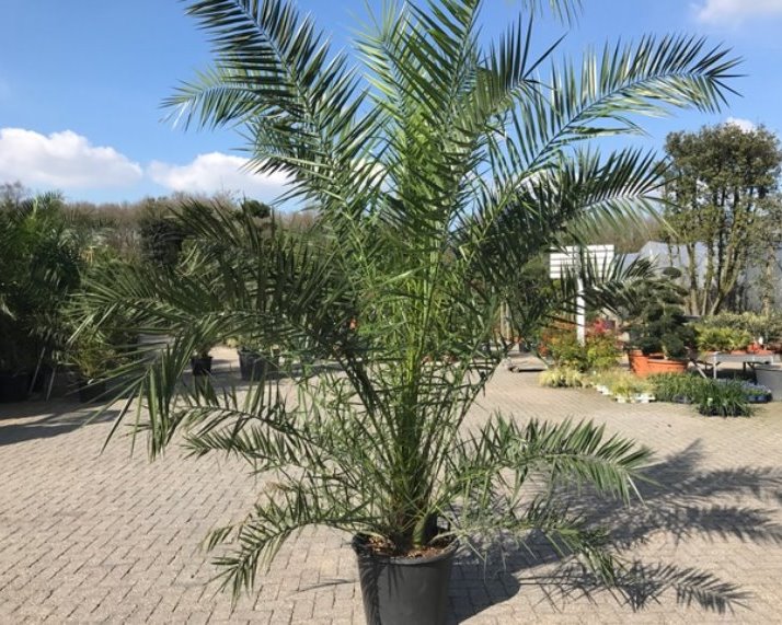 Phoenix canariensis palmbomen